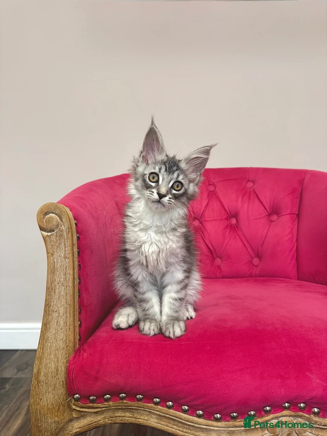 Maine Coon cats for sale: MaineCoon Kittens 🏆20+Gen🧬 Outstadning Pedigree - Advert 34