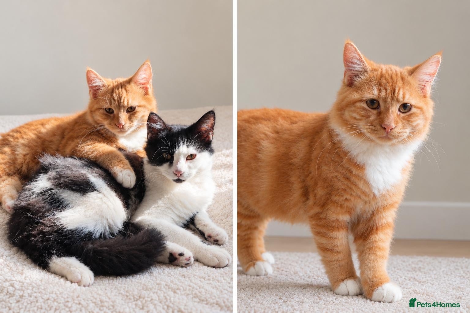 Mixed Breed cats for sale: Pair of 7 month cats - Advert 4