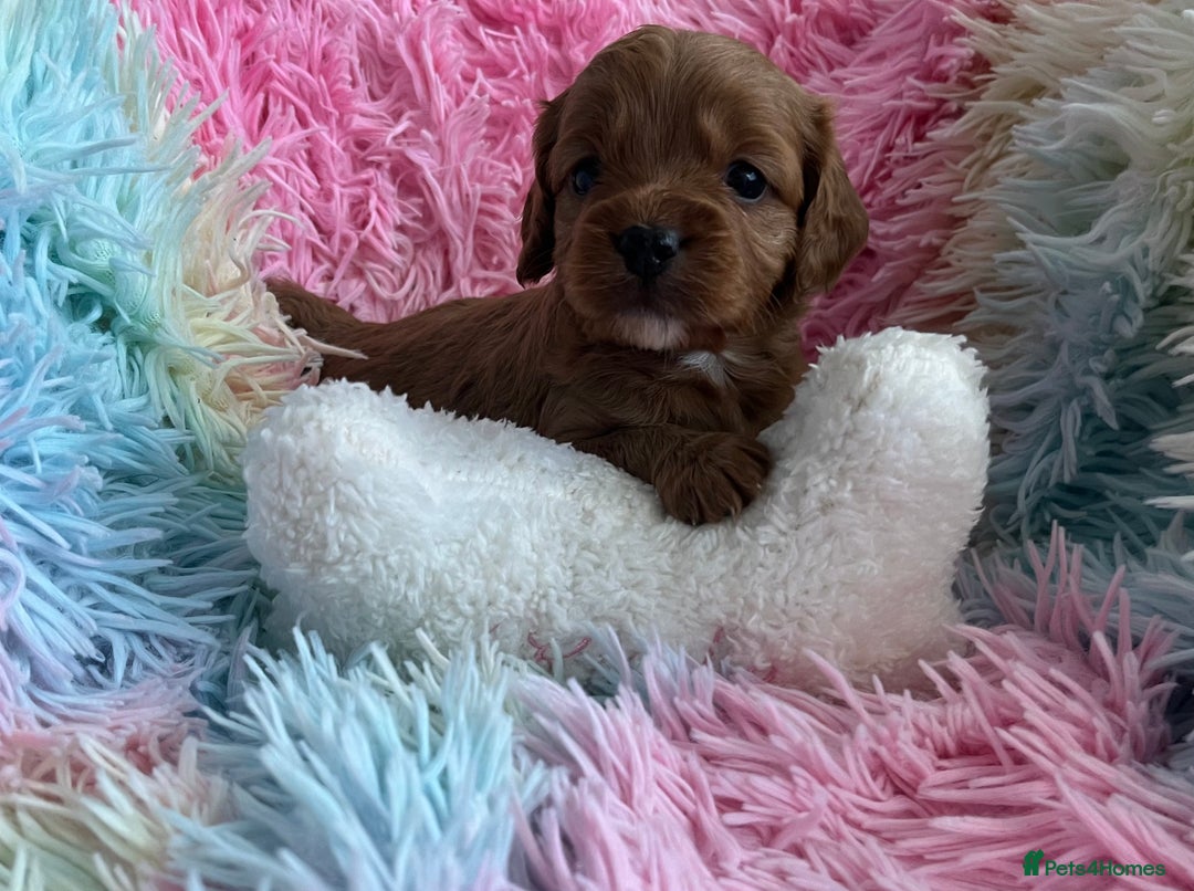 Cavapoo dogs for sale: Absolutely gorgeous cavapoo babies available. 🐾 - Image 6