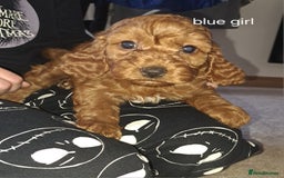 Cockapoo dogs for sale: Coockerpoo puppies  - Advert 7