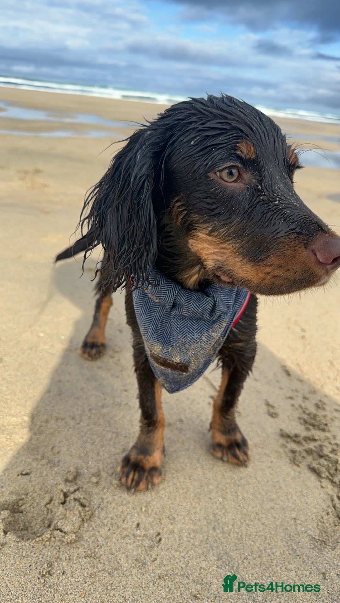 Cocker Spaniel dogs for stud: Handsome Chocolate and Tan WCS  - Image 5