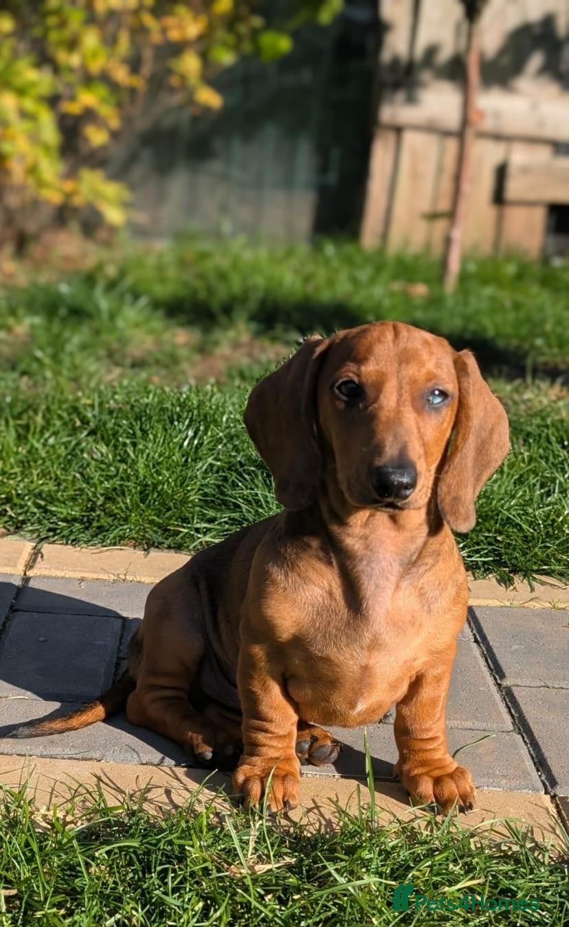 Dachshund dogs Champion Bloodline Standard Dachshund - Advert 2