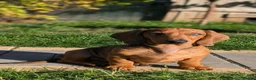 Dachshund dogs for sale: Champion Bloodline Standard Dachshund - Advert 2
