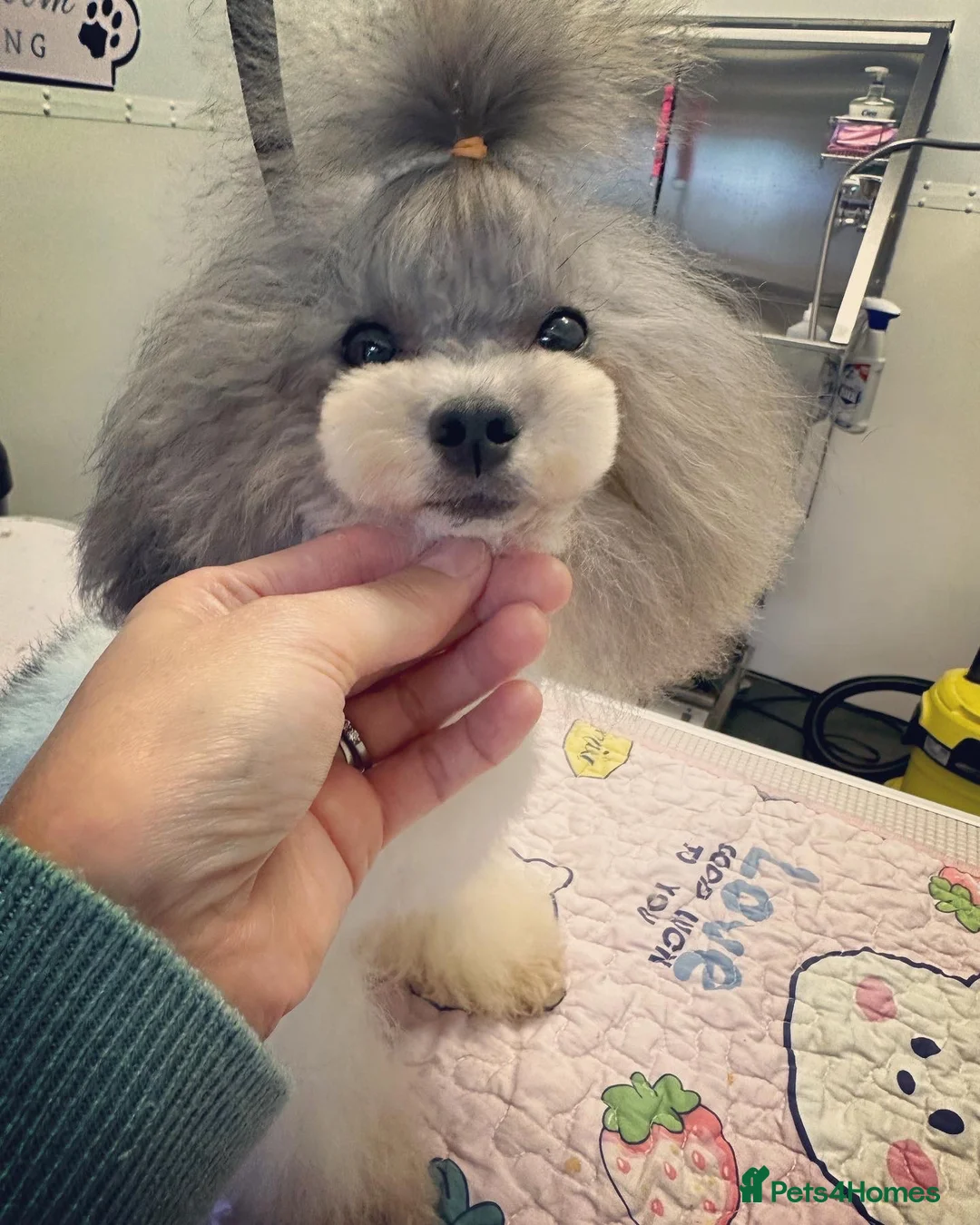 Toy Poodle dogs for stud: 7.5inch Toy HEALTH TESTED ASIAN IMPORT in Guildford - Advert 11