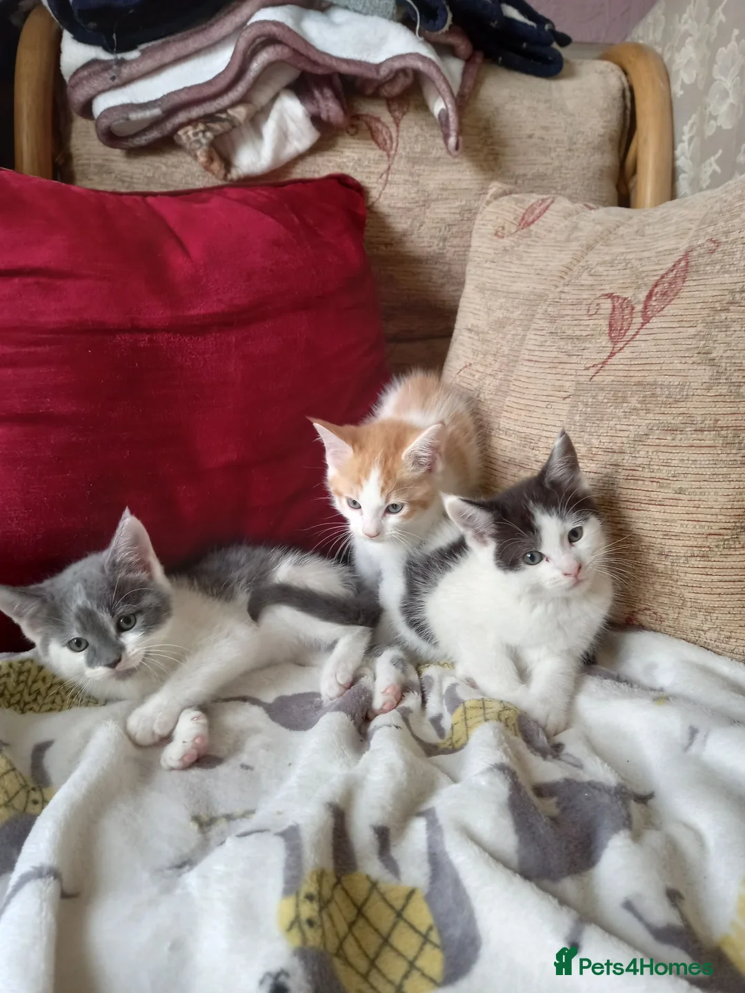 Maine Coon cats for sale: Half maine coon kittens for sale  in Uckfield - Advert 8
