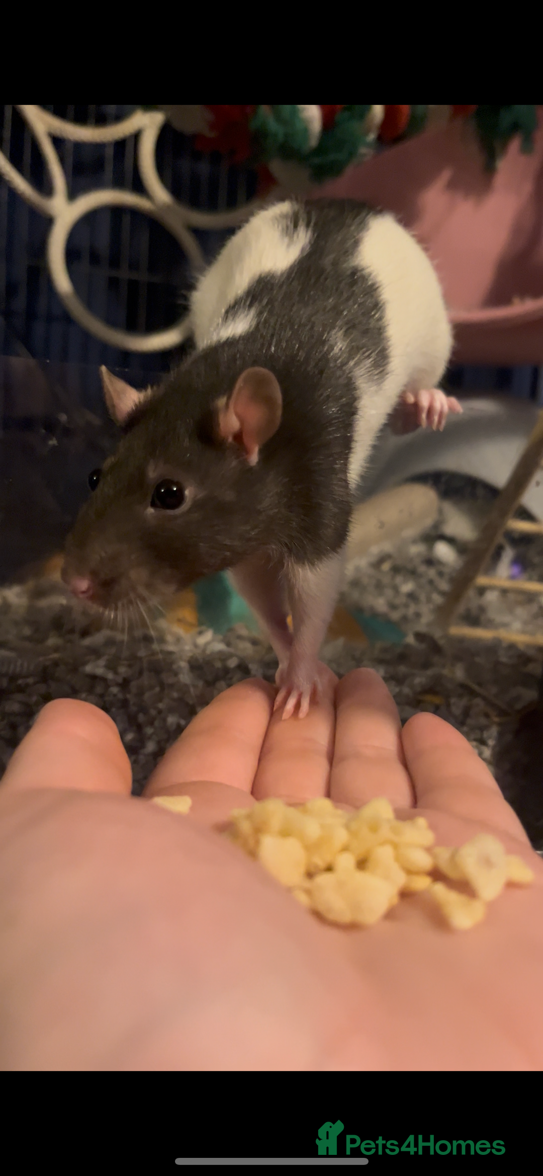 Rat rodents for sale: 4 female rats  - Advert 4