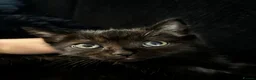 Mixed Breed cats for sale: Ragdoll X British short hair kittens  - Advert 6