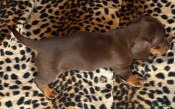 Miniature Dachshund dogs for sale: Miniature dachshund smooth hair pups  - Image 35