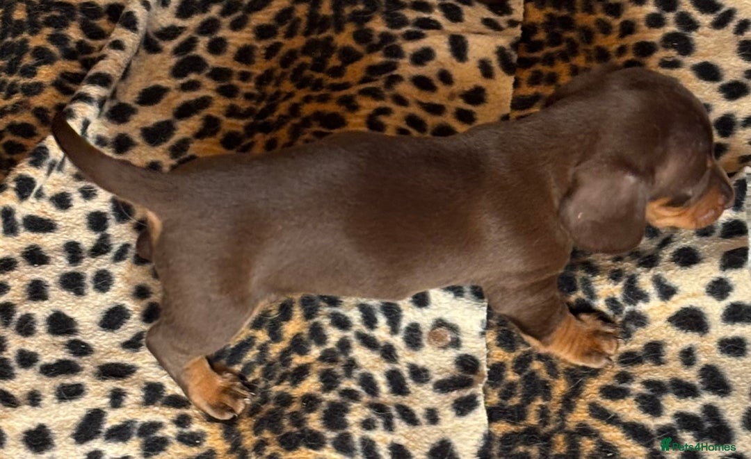 Miniature Dachshund dogs for sale: Miniature dachshund smooth hair pups  - Image 35