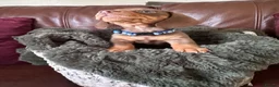 Miniature Dachshund dogs for sale: Beautiful chocolate mini dachshund puppy’s   - Advert 12