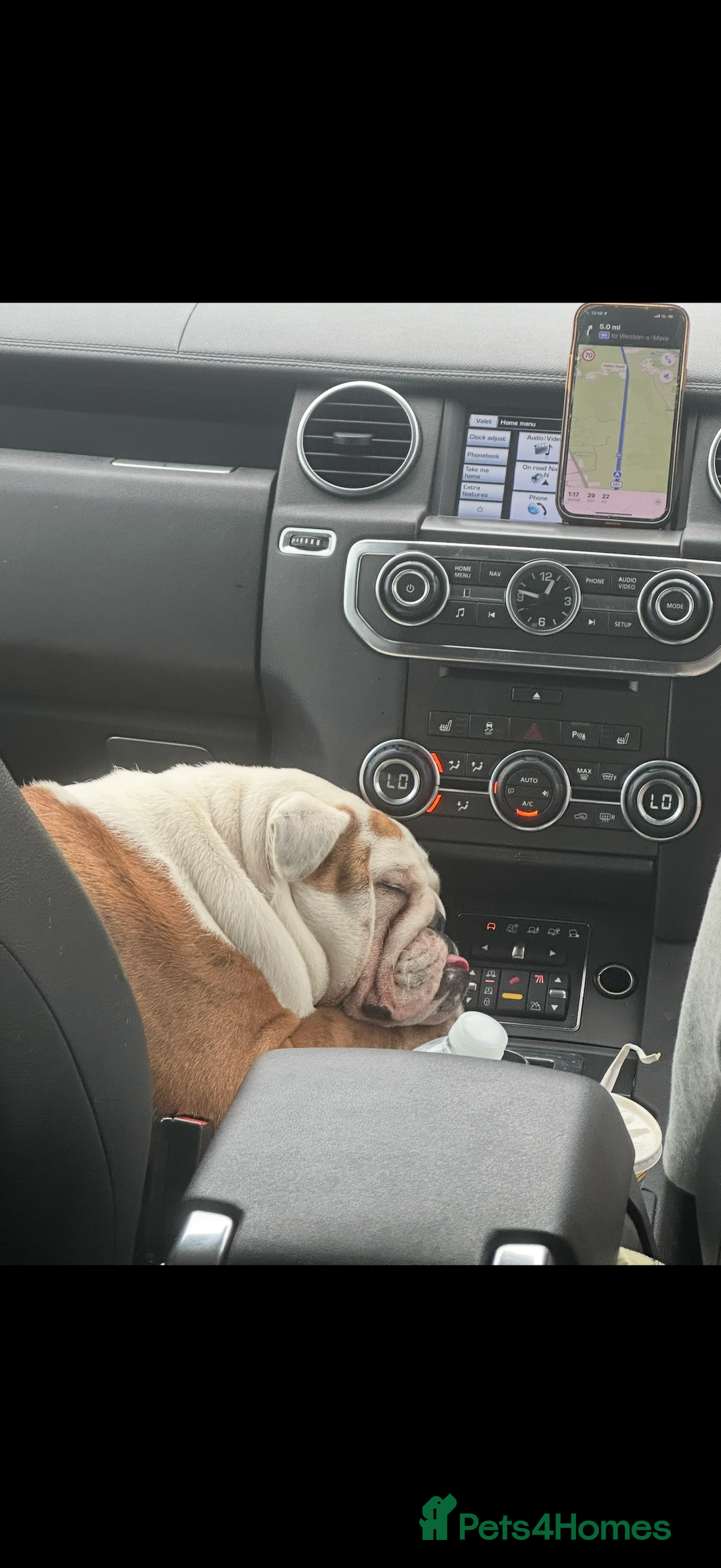 English Bulldog dogs for sale: English bulldog Lola  - Image 3