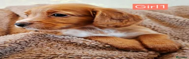 Cocker Spaniel Puppy 1