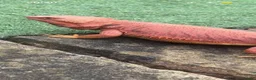 Bearded Dragon reptiles for sale: 100%Het Hypo Baby Bearded Dragons  - Advert 4