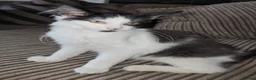 Mixed Breed cats for adoption: Bonded Rescue Kittens Looking for a Forever Home - Advert 4