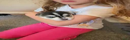 Pomsky dogs for sale: Beautiful f4 pomsky's - Advert 16