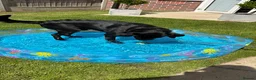 Labrador Retriever dogs for sale: Black Labrador Retriever in Alfreton - Advert 3