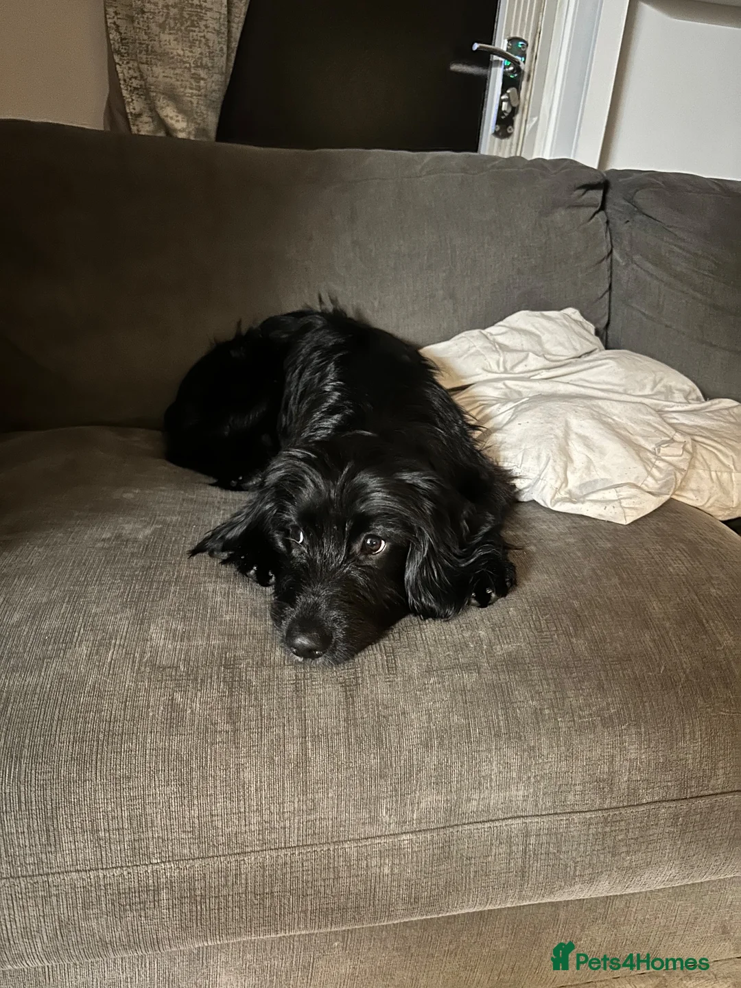 Mixed Breed dogs for sale: Meet millie - Advert 2