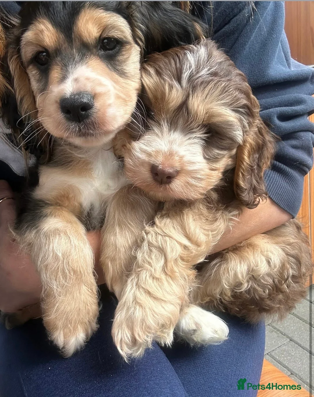 Cocker Spaniel dogs for stud: Show type cocker spaniel - Advert 2