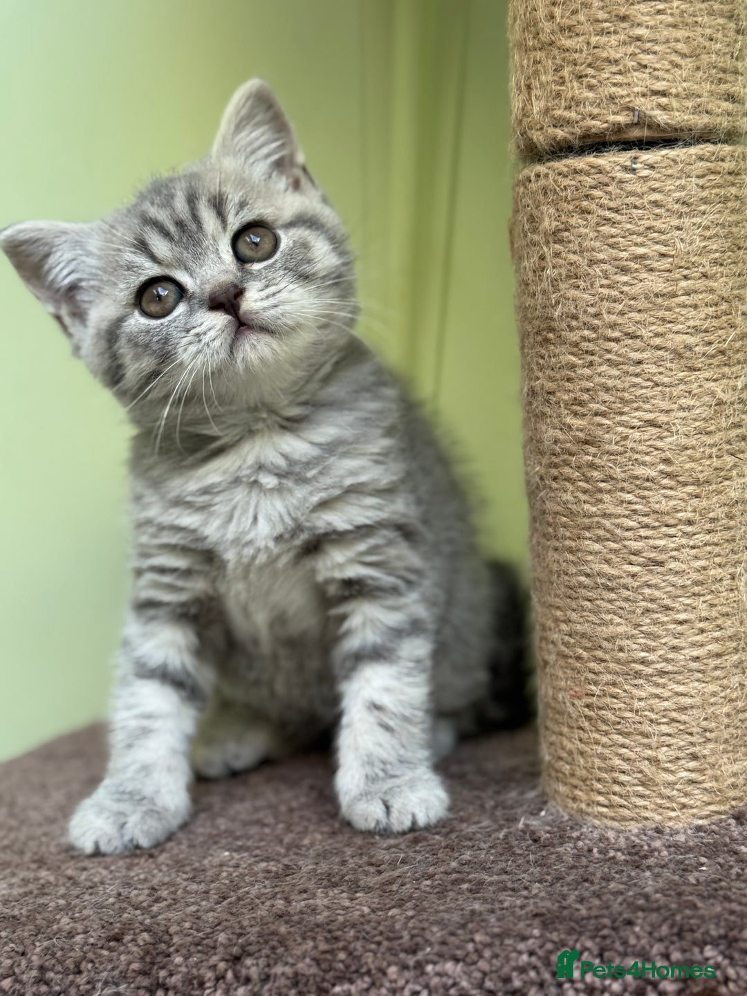 Kittens for sale in Manchester, Greater Manchester Pets4Homes