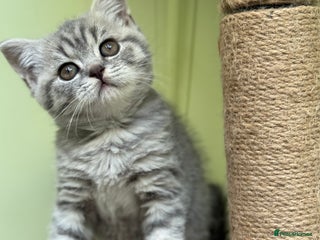 Scottish Fold cats - Advert 2