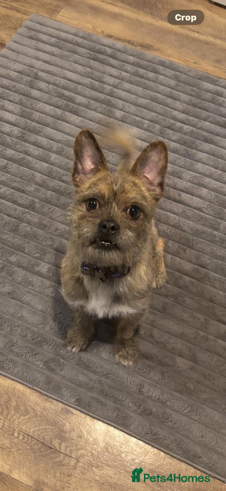 Mixed Breed dogs 💙RONNIE Big Personality In Tiny Wrap Chorkie X - Advert 2