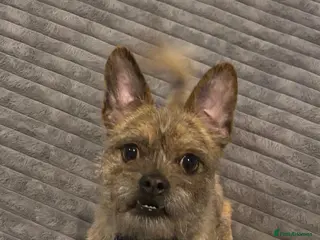 Mixed Breed dogs 💙RONNIE Big Personality In Tiny Wrap Chorkie X - Advert 2