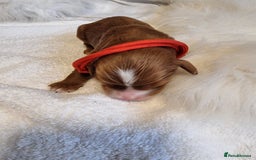 Cavapoo dogs for sale: Stunning F1 Cavapoo puppies, DNA tested parents  - Image 8