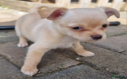 Mixed Breed dogs for sale: Jack russell x chihuahua  - Image 2