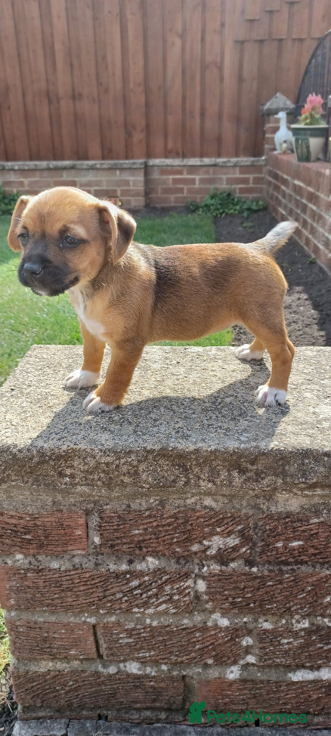 Mixed Breed dogs for sale: Jack Russell x Boarder Terrier girl pup - Image 6