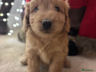 Cockapoo dogs Cockapoo Puppies – Well Socialised and beautiful - Advert 6