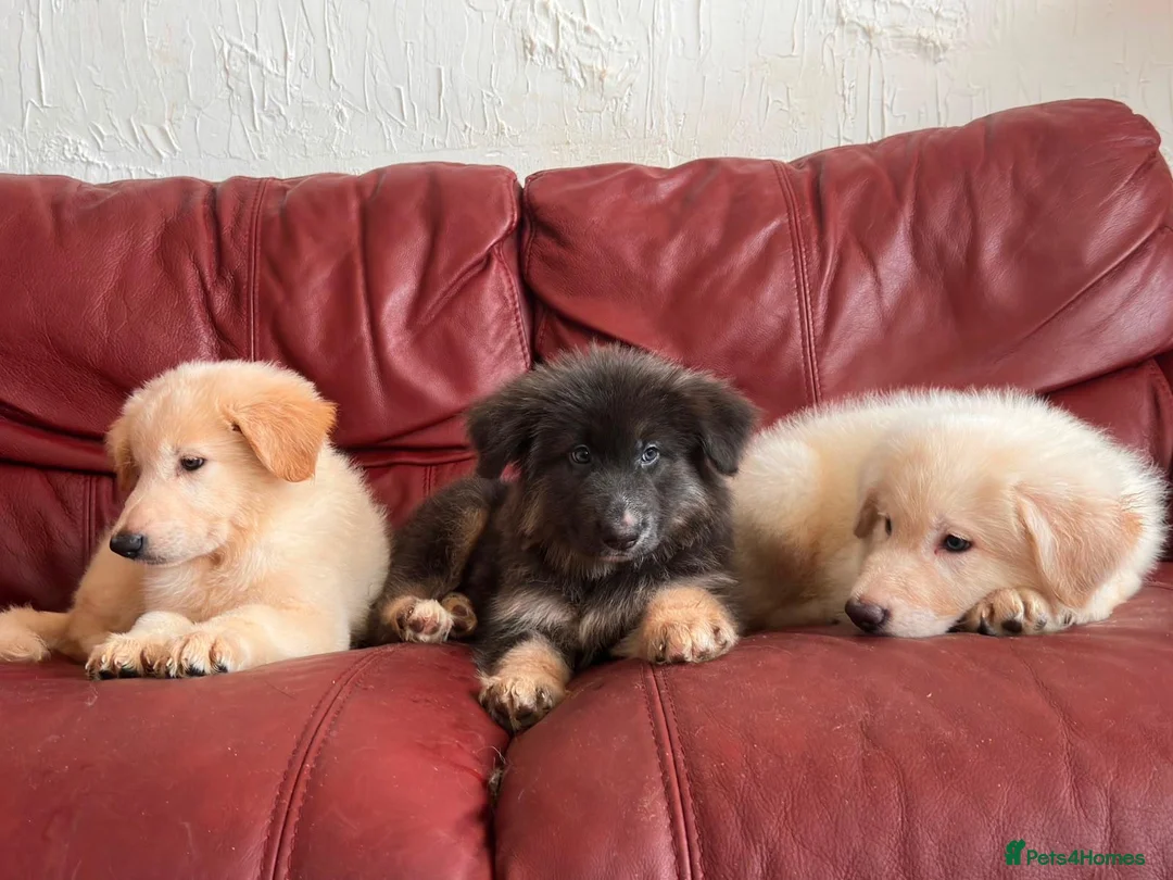 German Shepherd dogs for sale: Stunning quality GSD pups looking for new home!  - Advert 2