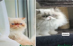 Persian cats for sale: Pure persian - Image 6
