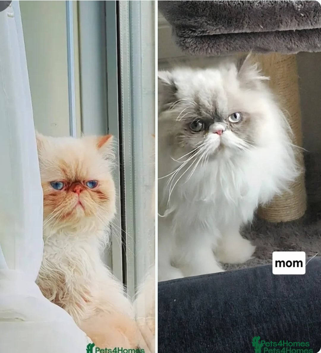 Persian cats for sale: Pure persian - Image 6