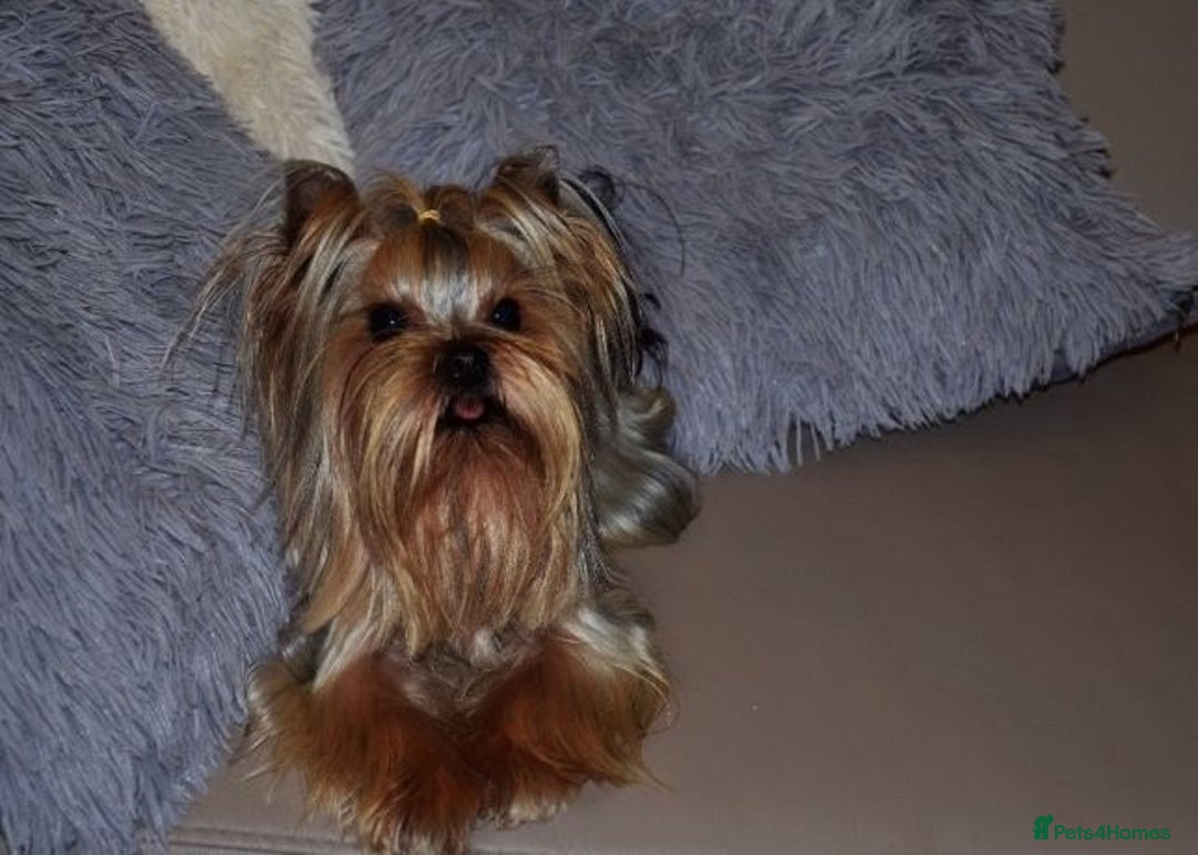 Yorkshire Terrier dogs for sale: Adorable Miniature Yorkshire terrier Boy  - Image 7