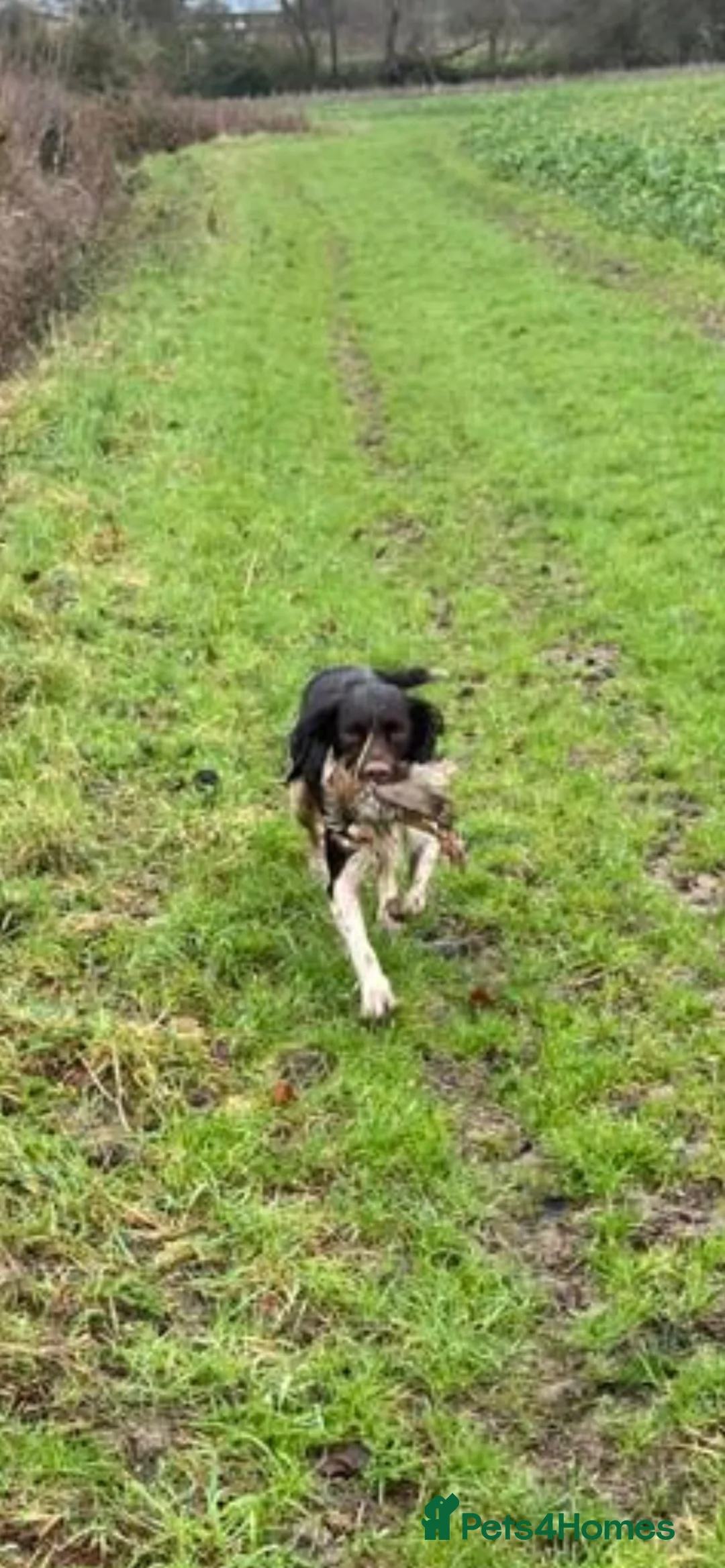 English Springer Spaniel dogs for stud: Working English Springer Spaniel Stud Health Test in Chelmsford - Advert 11