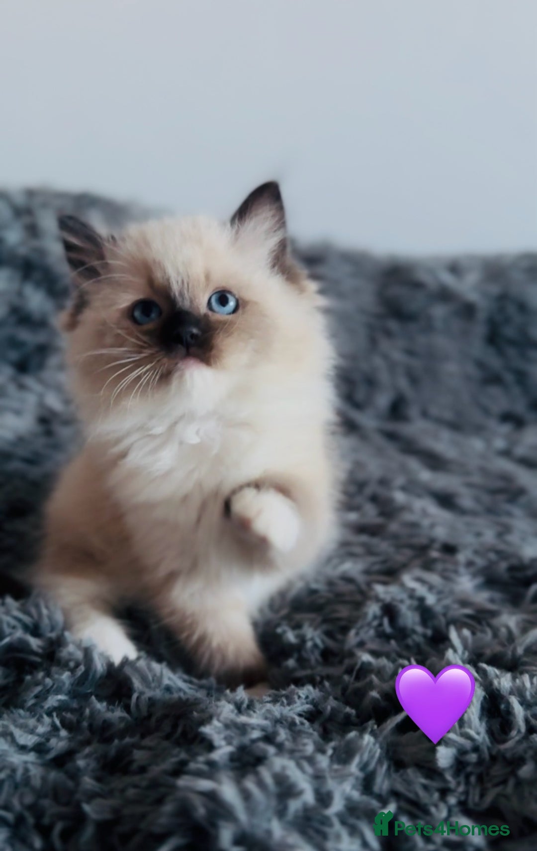Ragdoll cats for sale: 🩷🐾Tica full Pedigree🐾EU Ragdoll 🐱🐾DNA Clear - Advert 24