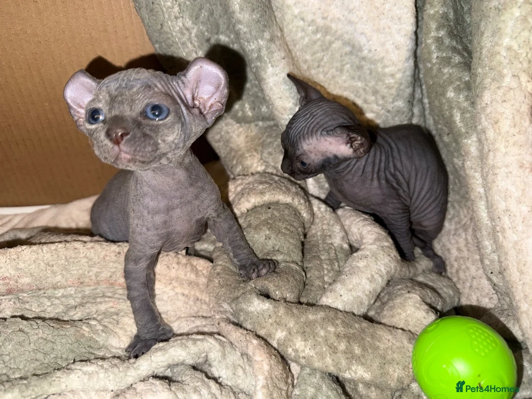 Sphynx cats for sale: 2 gorgeous sphynx boys - Advert 5