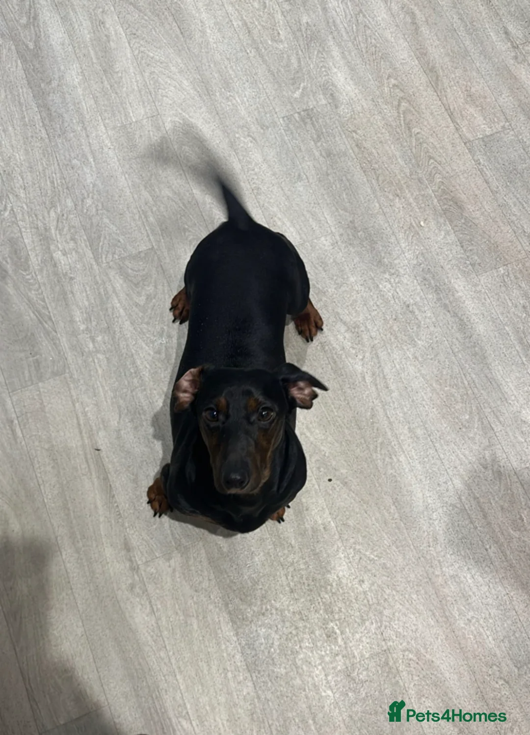 Miniature Dachshund dogs for sale: Pink carrier miniature dachshunds - Advert 2