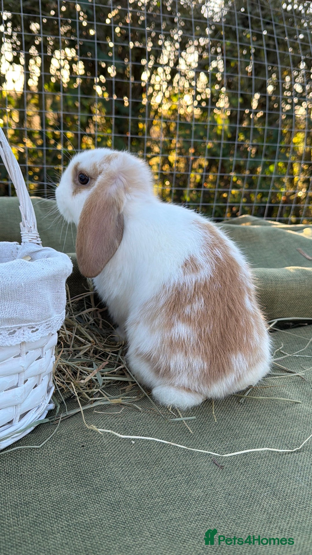 Mini Lop rabbits for sale: Mini Lop bunnies  - Advert 19