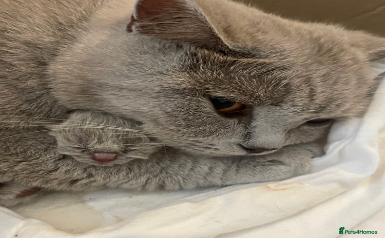 British Shorthair cats - Advert 11