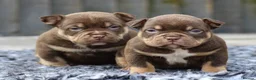American Bully dogs for sale: American Bullys  - Advert 1