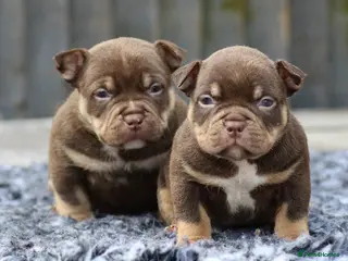 American Bully dogs American Bullys - Advert 2