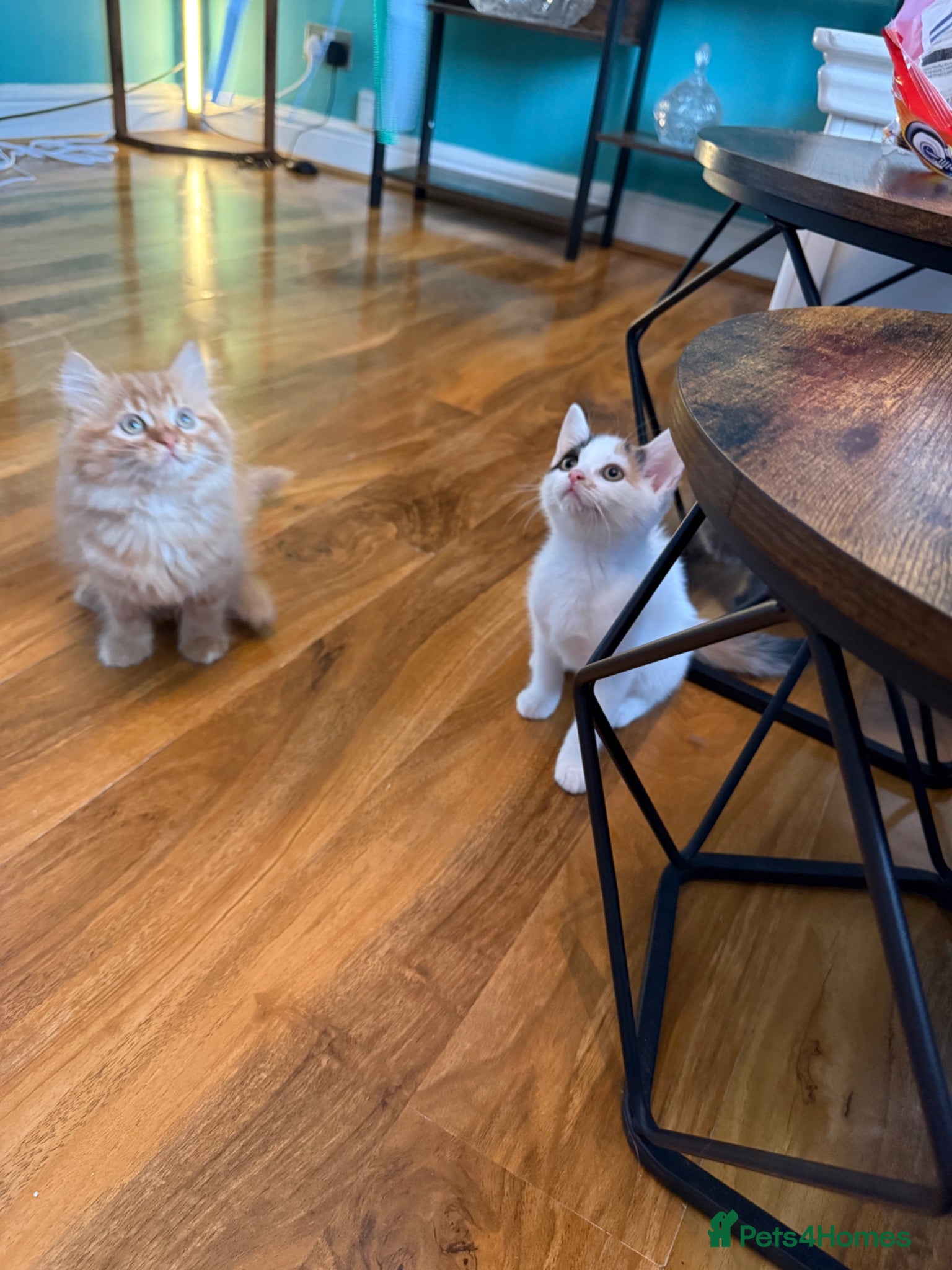 Persian cats Stunning persian kittens reduced price - Advert 1