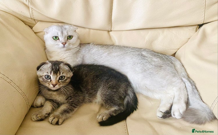 Scottish Fold cats - Advert 4