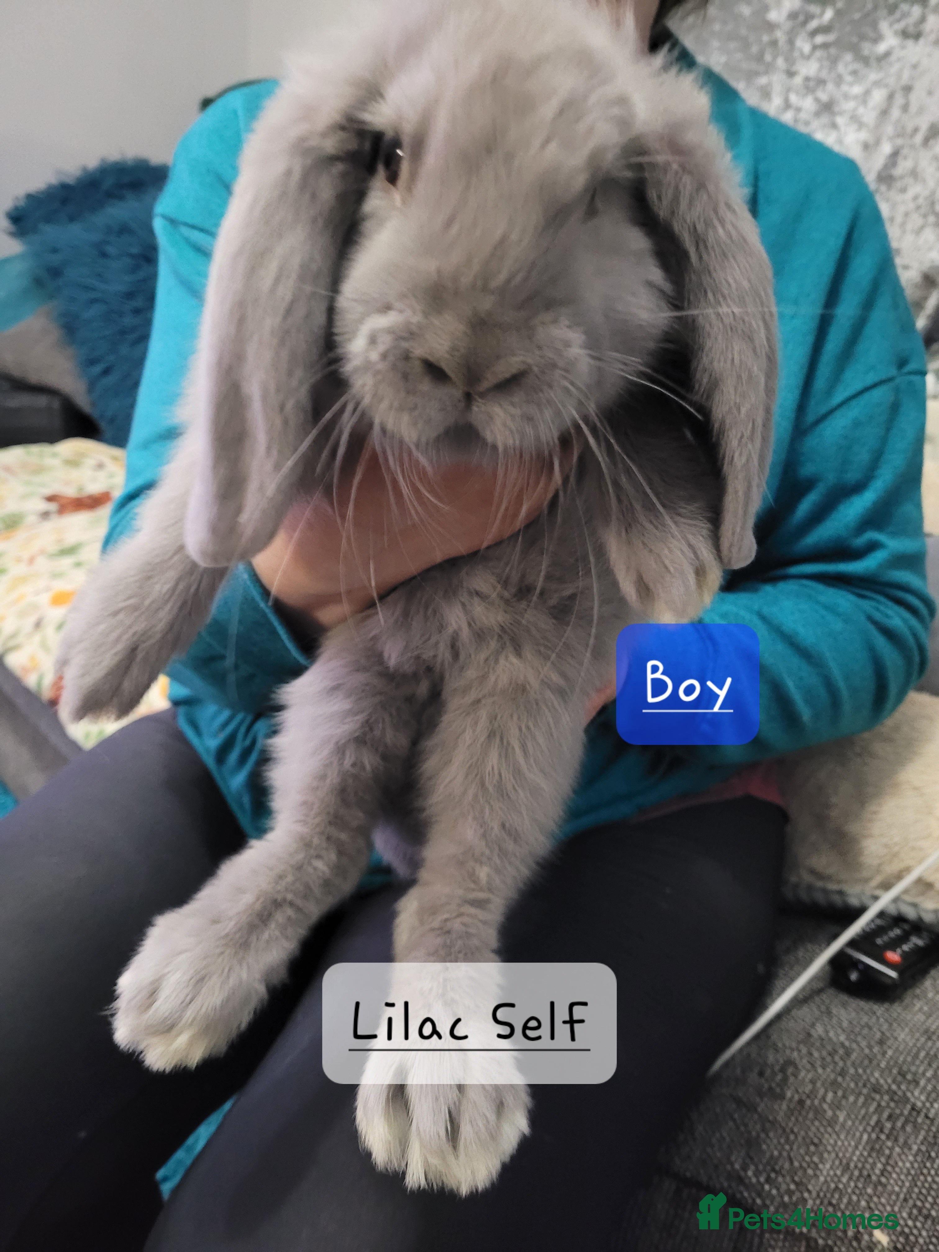 French Lop rabbits Pure Bred French Lop babies - Advert 2