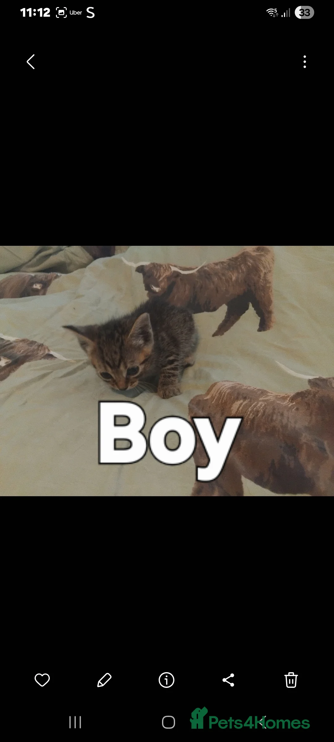 British Shorthair cats for sale: READY IN 4 DAYS  - Advert 7