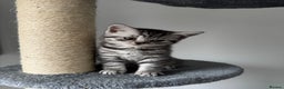 British Shorthair cats for sale: GCCF REGISTERED SILVER TABBY & SPOTTED BSH KITTENS - Advert 4