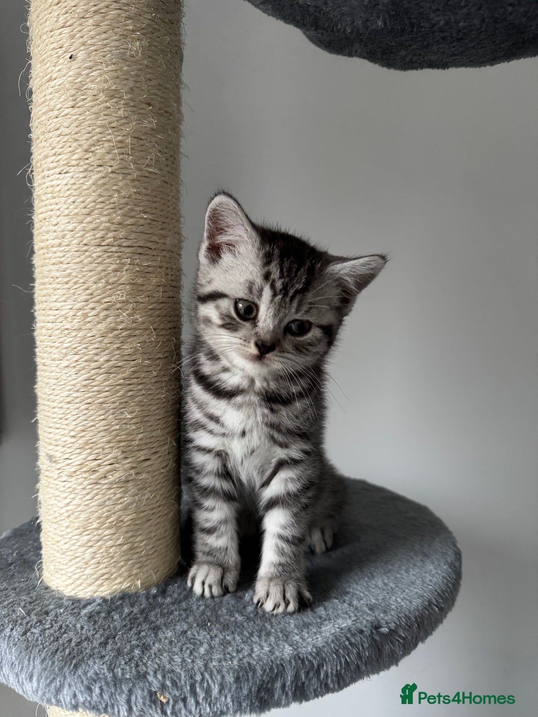 British Shorthair cats for sale: GCCF REGISTERED SILVER TABBY & SPOTTED BSH KITTENS - Advert 4