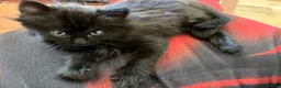 Mixed Breed cats for sale: Maine Coon Kittens  - Advert 2