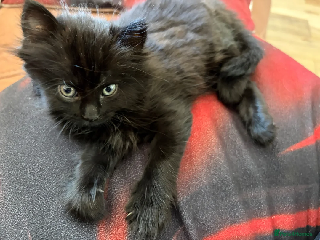Mixed Breed cats for sale: Maine Coon Kittens  - Advert 2